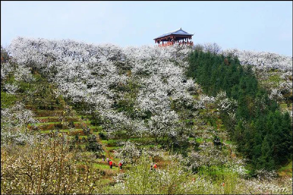 【春天，广西桂林灌阳县向您发出邀请！】我们在灌阳看梨花 - 游山玩水 - 铜陵生活社区 - 铜陵28生活网 tongling.28life.net