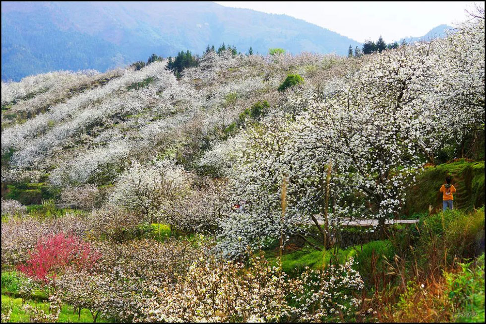 【春天，广西桂林灌阳县向您发出邀请！】我们在灌阳看梨花 - 游山玩水 - 铜陵生活社区 - 铜陵28生活网 tongling.28life.net