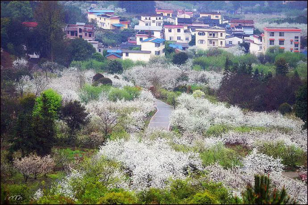 【春天，广西桂林灌阳县向您发出邀请！】我们在灌阳看梨花 - 游山玩水 - 铜陵生活社区 - 铜陵28生活网 tongling.28life.net