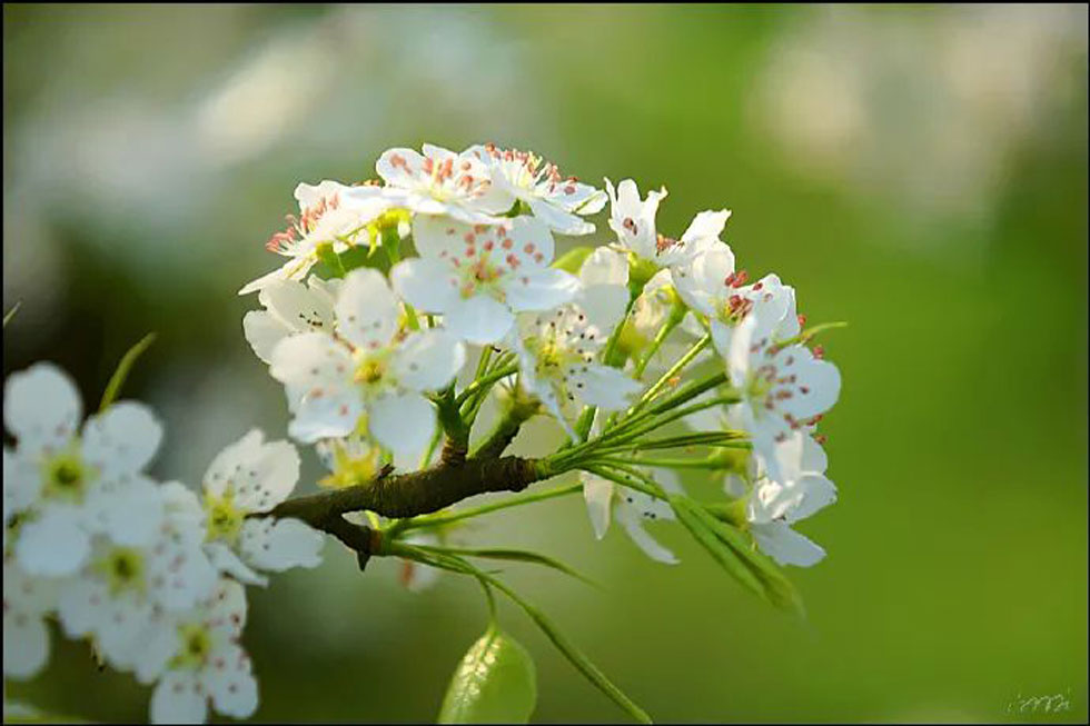 【春天，广西桂林灌阳县向您发出邀请！】我们在灌阳看梨花 - 游山玩水 - 铜陵生活社区 - 铜陵28生活网 tongling.28life.net