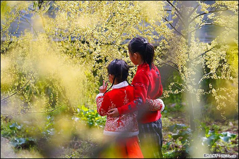 【春天，广西桂林灌阳县向您发出邀请！】米珠山前有片山苍子花在飘香 - 游山玩水 - 铜陵生活社区 - 铜陵28生活网 tongling.28life.net