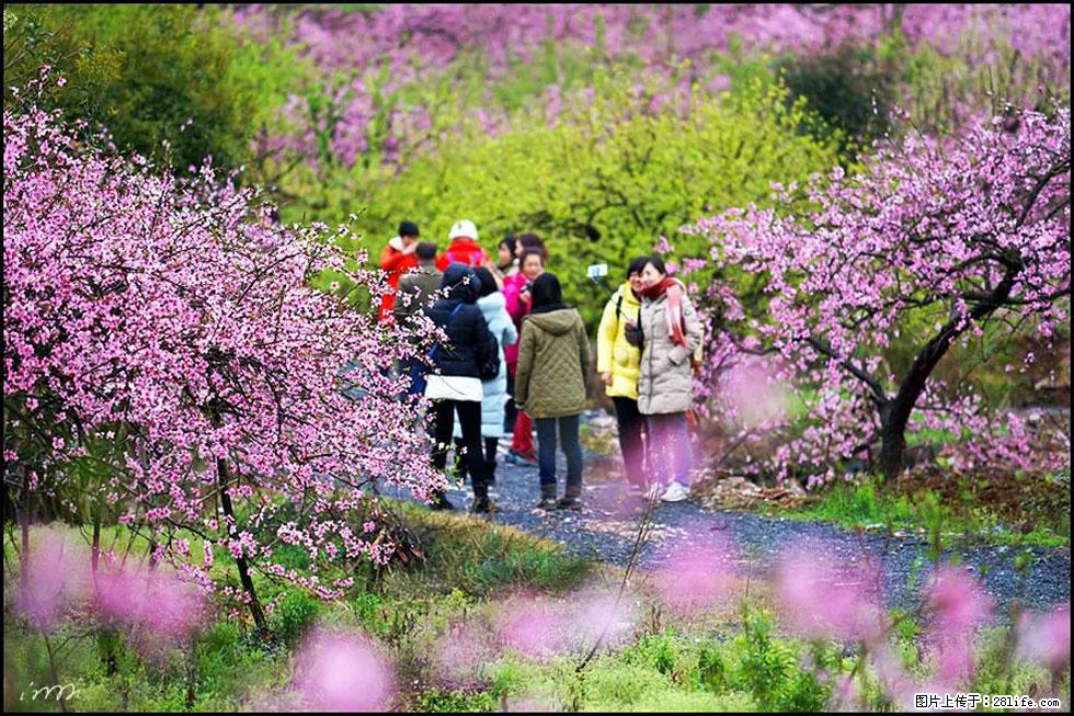 【春天，广西桂林灌阳县向您发出邀请！】官庄村有个醉美的桃花园 - 游山玩水 - 铜陵生活社区 - 铜陵28生活网 tongling.28life.net