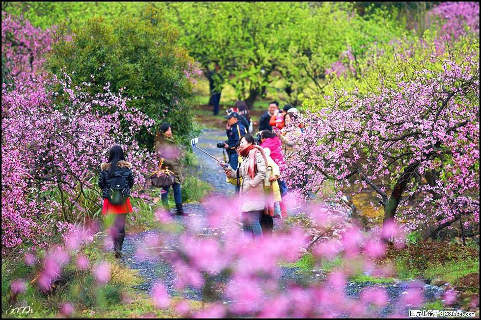 【春天，广西桂林灌阳县向您发出邀请！】官庄村有个醉美的桃花园 - 游山玩水 - 铜陵生活社区 - 铜陵28生活网 tongling.28life.net