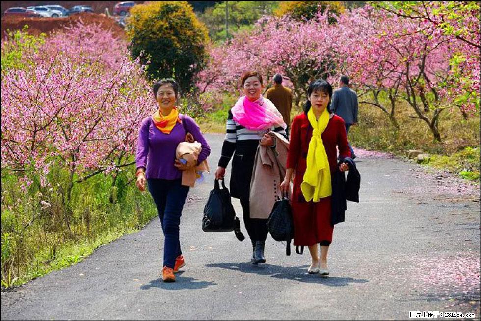 【春天，广西桂林灌阳县向您发出邀请！】官庄村有个醉美的桃花园 - 游山玩水 - 铜陵生活社区 - 铜陵28生活网 tongling.28life.net
