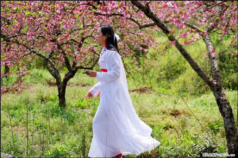 【春天，广西桂林灌阳县向您发出邀请！】官庄村有个醉美的桃花园 - 游山玩水 - 铜陵生活社区 - 铜陵28生活网 tongling.28life.net