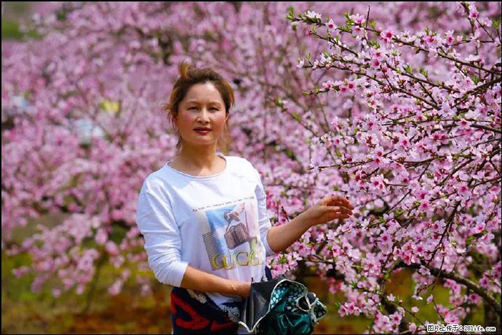 【春天，广西桂林灌阳县向您发出邀请！】官庄村有个醉美的桃花园 - 游山玩水 - 铜陵生活社区 - 铜陵28生活网 tongling.28life.net
