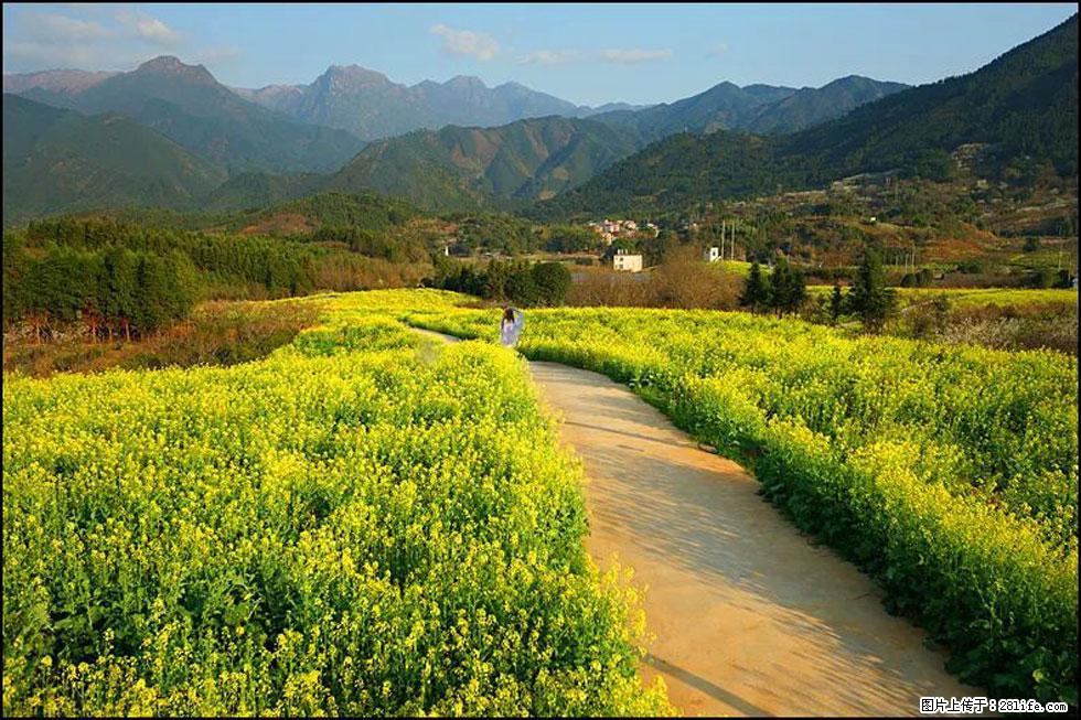 【春天，广西桂林灌阳县向您发出邀请！】长坪村油菜盛情花开 - 游山玩水 - 铜陵生活社区 - 铜陵28生活网 tongling.28life.net