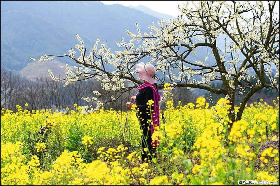 【春天，广西桂林灌阳县向您发出邀请！】长坪村油菜盛情花开 - 游山玩水 - 铜陵生活社区 - 铜陵28生活网 tongling.28life.net