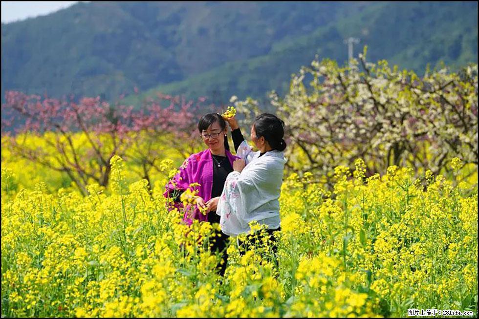 【春天，广西桂林灌阳县向您发出邀请！】长坪村油菜盛情花开 - 游山玩水 - 铜陵生活社区 - 铜陵28生活网 tongling.28life.net