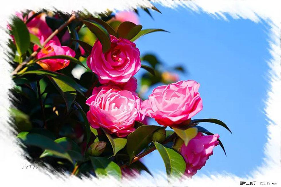 【春天，广西桂林灌阳县向您发出邀请！】杨柳井茶花惹人爱 - 游山玩水 - 铜陵生活社区 - 铜陵28生活网 tongling.28life.net