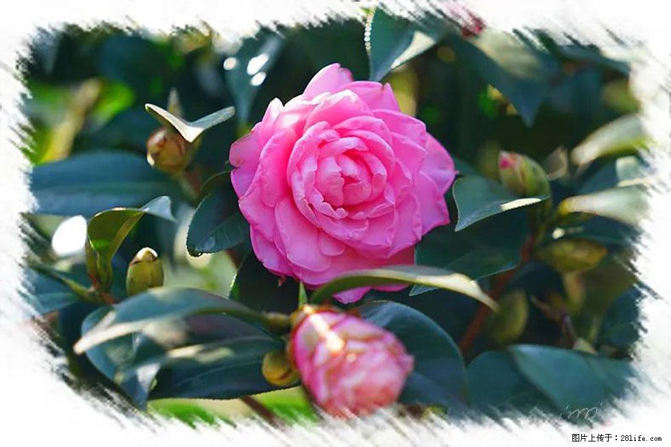 【春天，广西桂林灌阳县向您发出邀请！】杨柳井茶花惹人爱 - 游山玩水 - 铜陵生活社区 - 铜陵28生活网 tongling.28life.net