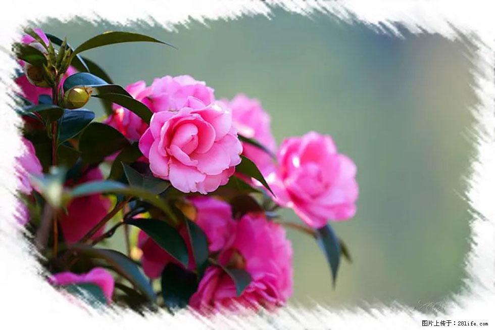 【春天，广西桂林灌阳县向您发出邀请！】杨柳井茶花惹人爱 - 游山玩水 - 铜陵生活社区 - 铜陵28生活网 tongling.28life.net
