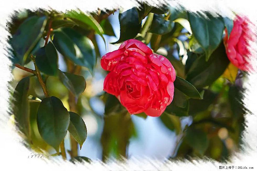 【春天，广西桂林灌阳县向您发出邀请！】杨柳井茶花惹人爱 - 游山玩水 - 铜陵生活社区 - 铜陵28生活网 tongling.28life.net