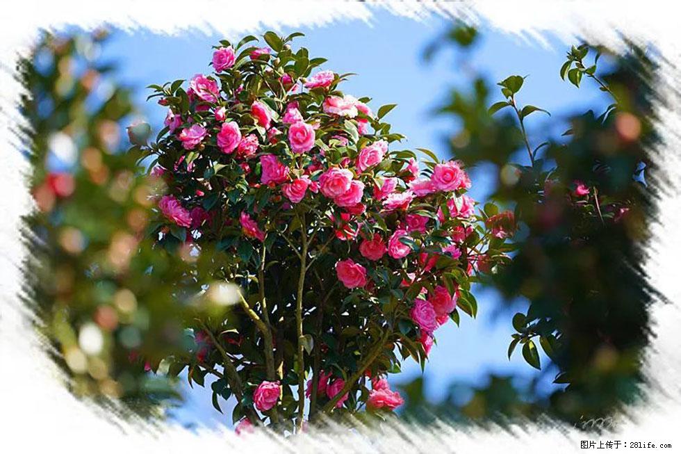 【春天，广西桂林灌阳县向您发出邀请！】杨柳井茶花惹人爱 - 游山玩水 - 铜陵生活社区 - 铜陵28生活网 tongling.28life.net