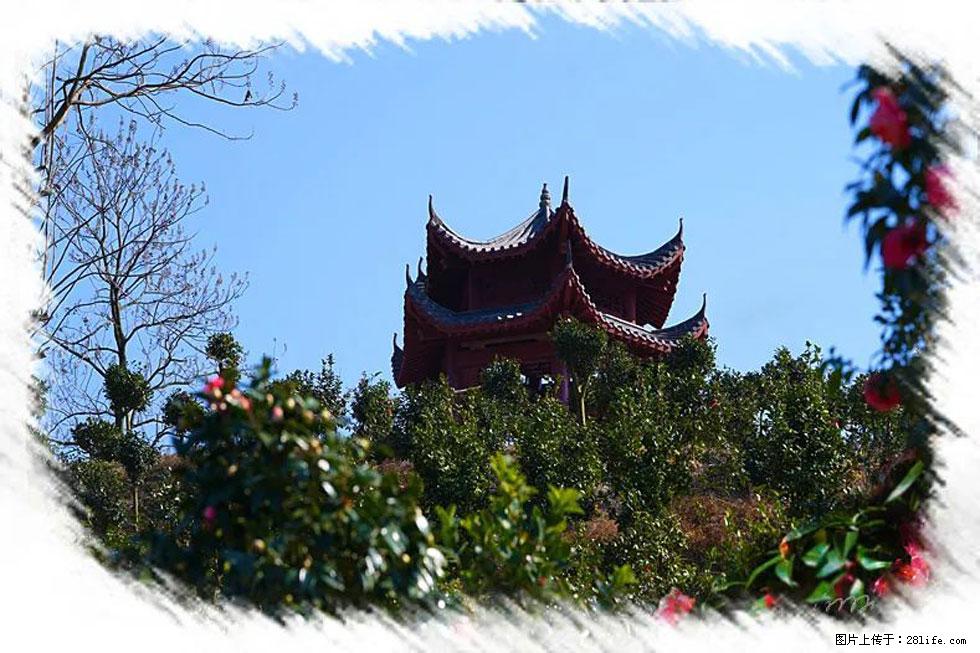 【春天，广西桂林灌阳县向您发出邀请！】杨柳井茶花惹人爱 - 游山玩水 - 铜陵生活社区 - 铜陵28生活网 tongling.28life.net