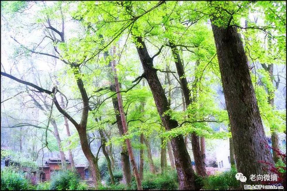 【春天，广西桂林灌阳县向您发出邀请！】在小龙村与春天约会 - 游山玩水 - 铜陵生活社区 - 铜陵28生活网 tongling.28life.net