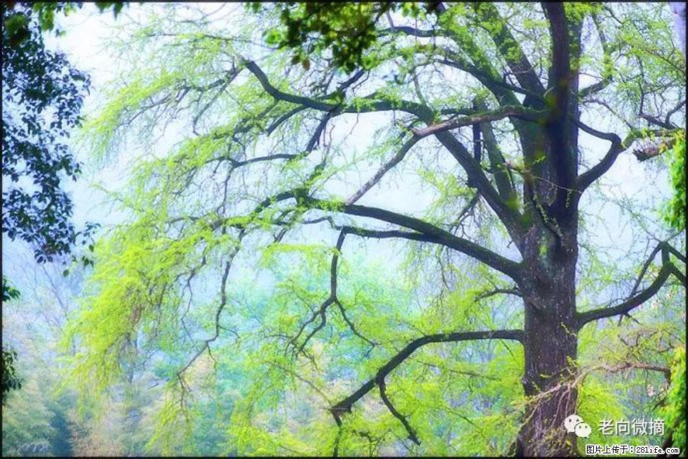 【春天，广西桂林灌阳县向您发出邀请！】在小龙村与春天约会 - 游山玩水 - 铜陵生活社区 - 铜陵28生活网 tongling.28life.net