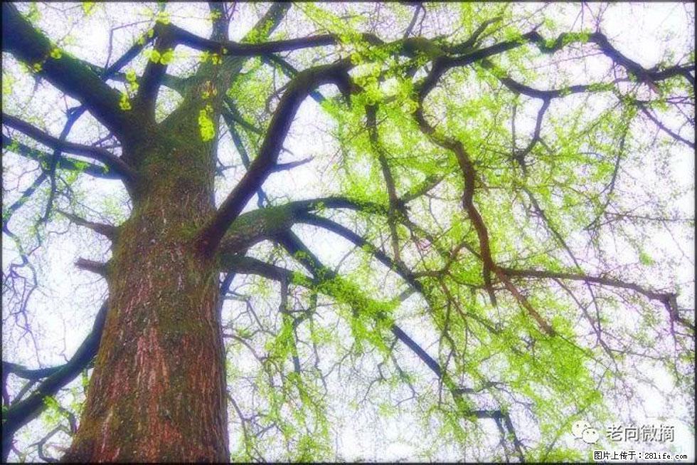 【春天，广西桂林灌阳县向您发出邀请！】在小龙村与春天约会 - 游山玩水 - 铜陵生活社区 - 铜陵28生活网 tongling.28life.net