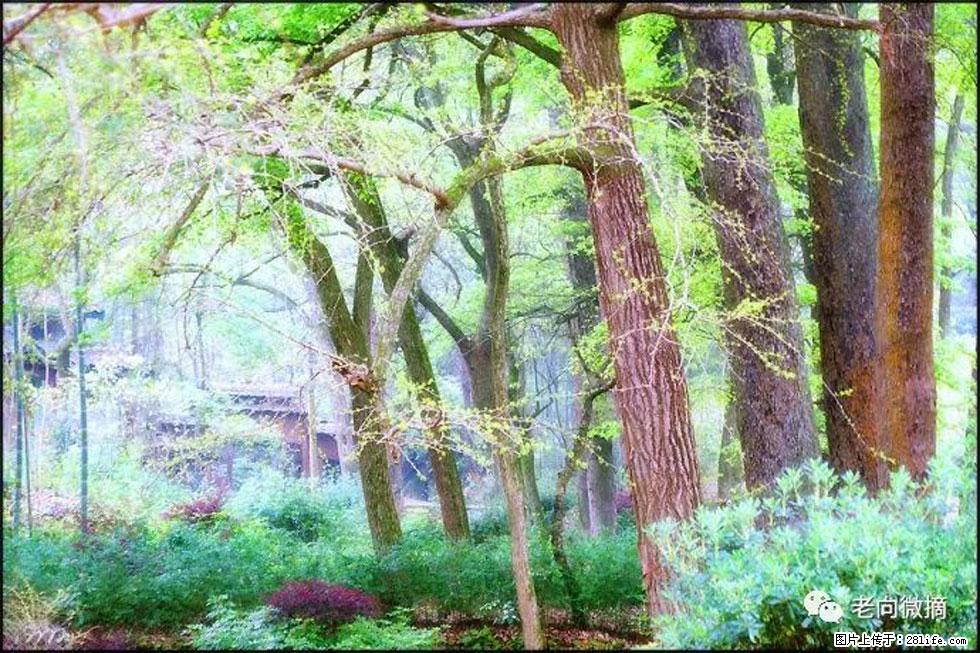 【春天，广西桂林灌阳县向您发出邀请！】在小龙村与春天约会 - 游山玩水 - 铜陵生活社区 - 铜陵28生活网 tongling.28life.net