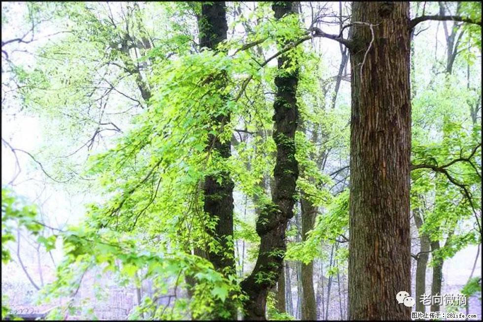 【春天，广西桂林灌阳县向您发出邀请！】在小龙村与春天约会 - 游山玩水 - 铜陵生活社区 - 铜陵28生活网 tongling.28life.net