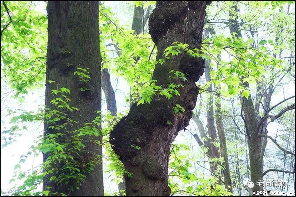 【春天，广西桂林灌阳县向您发出邀请！】在小龙村与春天约会 - 游山玩水 - 铜陵生活社区 - 铜陵28生活网 tongling.28life.net