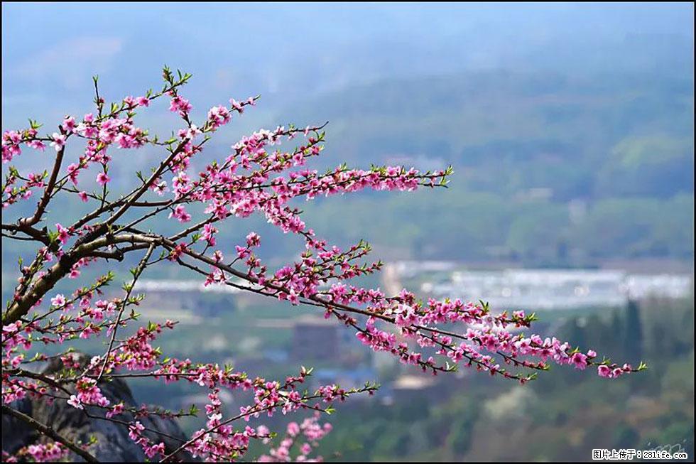 【春天，广西桂林灌阳县向您发出邀请！】望月岭上桃花开 - 游山玩水 - 铜陵生活社区 - 铜陵28生活网 tongling.28life.net
