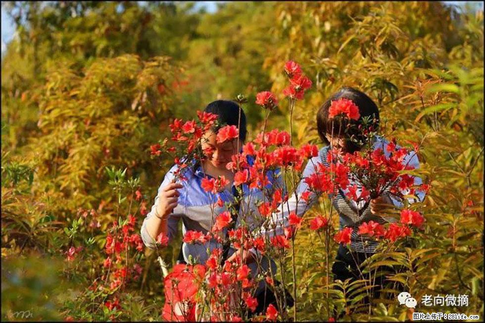 【春天，广西桂林灌阳县向您发出邀请！】登麒麟山，相约映山红 - 游山玩水 - 铜陵生活社区 - 铜陵28生活网 tongling.28life.net