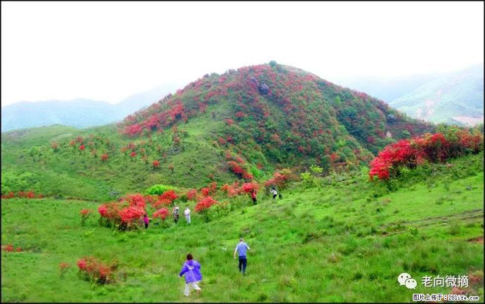 【春天，广西桂林灌阳县向您发出邀请！】宝盖山上映山红 - 游山玩水 - 铜陵生活社区 - 铜陵28生活网 tongling.28life.net