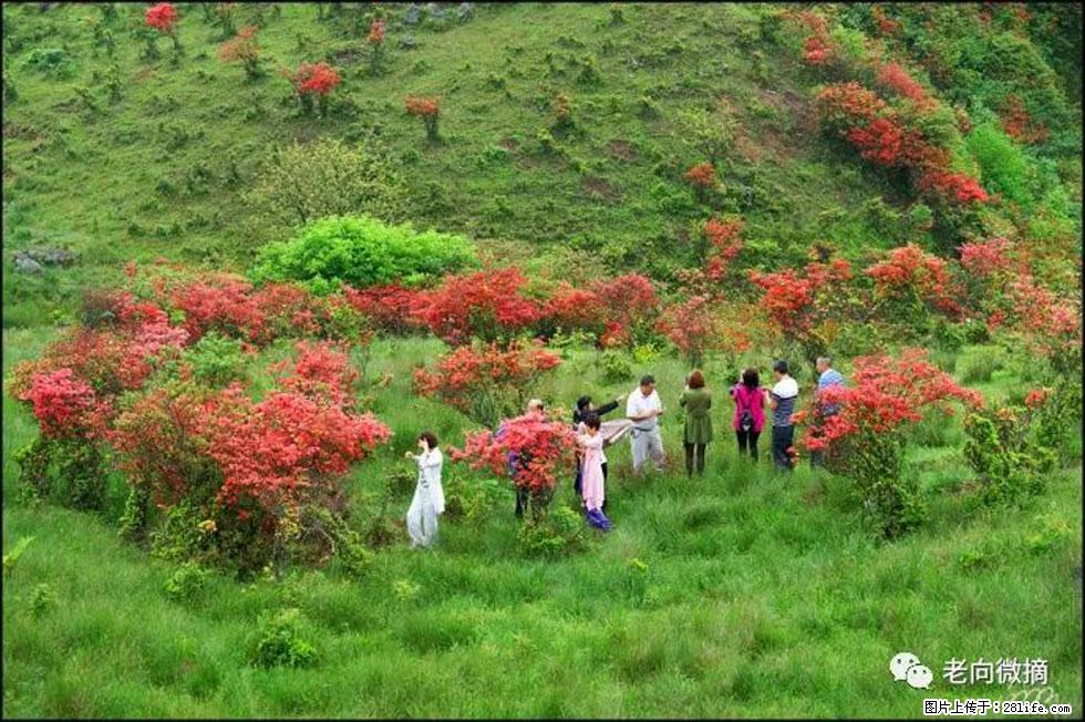 【春天，广西桂林灌阳县向您发出邀请！】宝盖山上映山红 - 游山玩水 - 铜陵生活社区 - 铜陵28生活网 tongling.28life.net