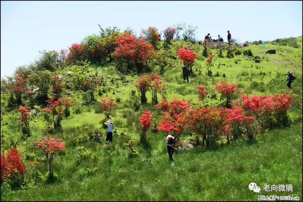 【春天，广西桂林灌阳县向您发出邀请！】宝盖山上映山红 - 游山玩水 - 铜陵生活社区 - 铜陵28生活网 tongling.28life.net