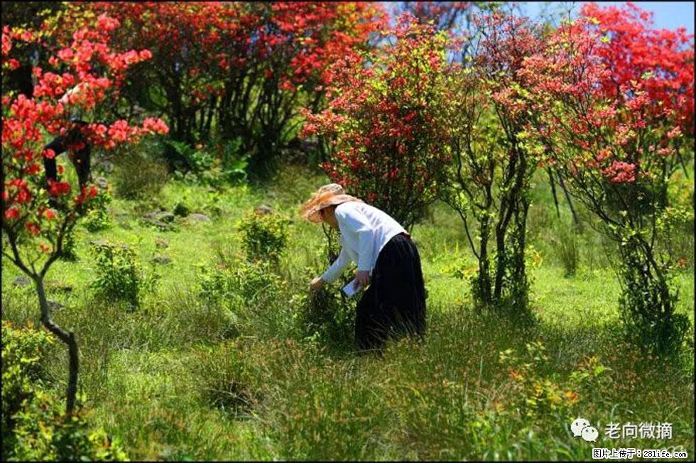 【春天，广西桂林灌阳县向您发出邀请！】宝盖山上映山红 - 游山玩水 - 铜陵生活社区 - 铜陵28生活网 tongling.28life.net