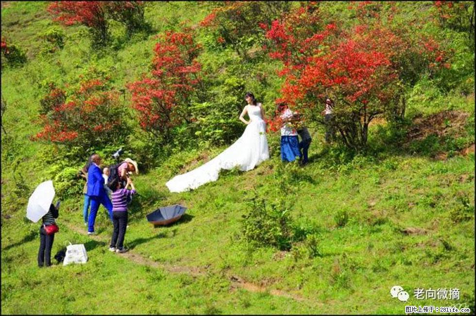 【春天，广西桂林灌阳县向您发出邀请！】宝盖山上映山红 - 游山玩水 - 铜陵生活社区 - 铜陵28生活网 tongling.28life.net
