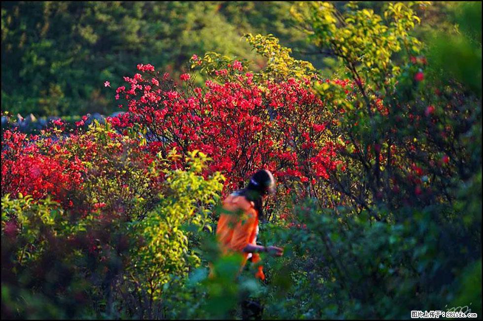 【春天，广西桂林灌阳县向您发出邀请！】春木界上映山红 - 游山玩水 - 铜陵生活社区 - 铜陵28生活网 tongling.28life.net