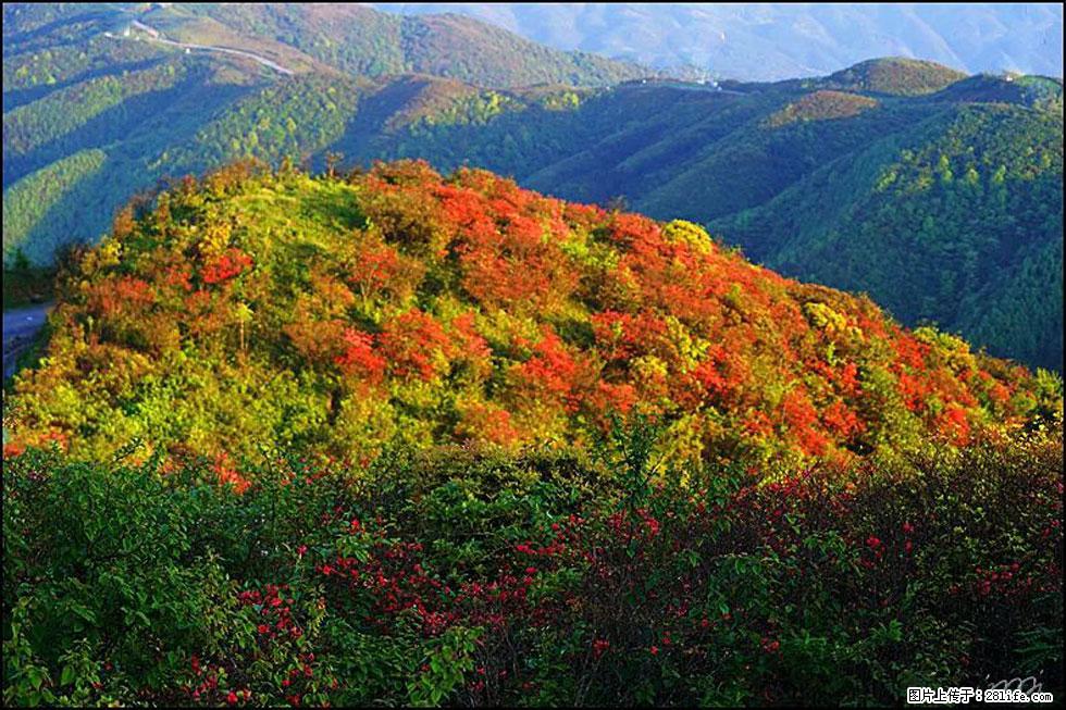 【春天，广西桂林灌阳县向您发出邀请！】春木界上映山红 - 游山玩水 - 铜陵生活社区 - 铜陵28生活网 tongling.28life.net