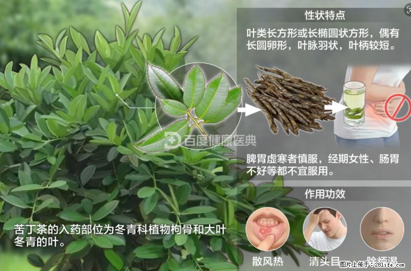 苦丁茶有哪些功效和作用 - 生活百科 - 铜陵生活社区 - 铜陵28生活网 tongling.28life.net