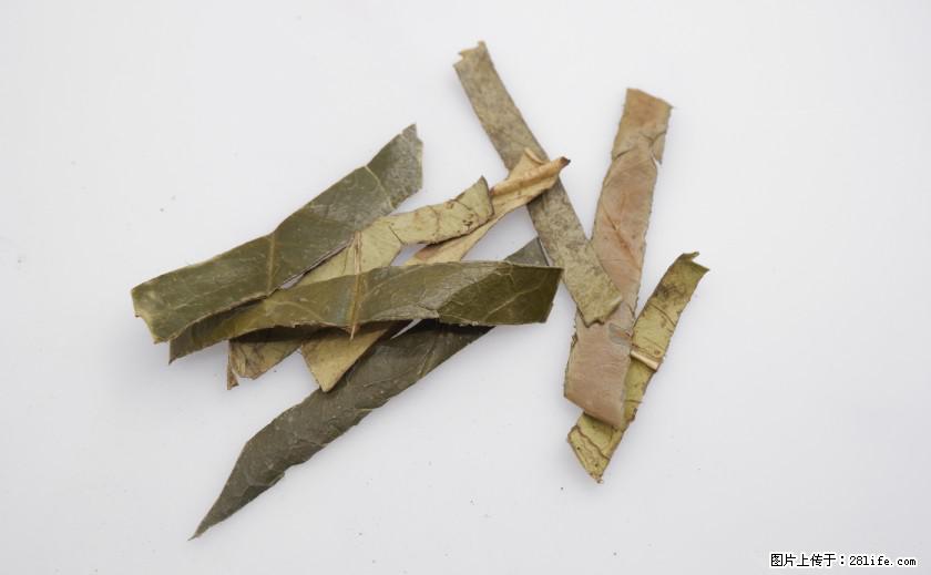 苦丁茶有哪些功效和作用 - 生活百科 - 铜陵生活社区 - 铜陵28生活网 tongling.28life.net