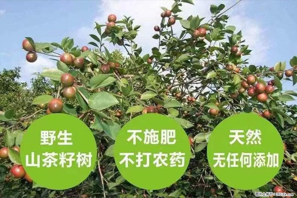 【灌阳县油茶产业示范区】一个有着充实的精神生活的人，对待身外之物自会有一种淡泊的态度 - 美食天地 - 铜陵生活社区 - 铜陵28生活网 tongling.28life.net