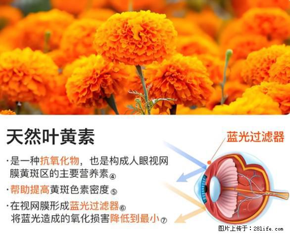 叶黄素有什么功效和作用 - 生活百科 - 铜陵生活社区 - 铜陵28生活网 tongling.28life.net