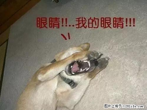 笑癫了！一女的怀孕三年未生，他终于忍不住了... - 娱乐八卦 - 铜陵生活社区 - 铜陵28生活网 tongling.28life.net