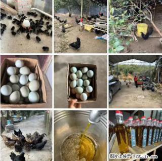 油茶园从小鸡仔开始养起的纯土鸡、土鸡蛋可以预定啦！还有前几天刚榨的纯山茶油哦 - 铜陵28生活网 tongling.28life.net