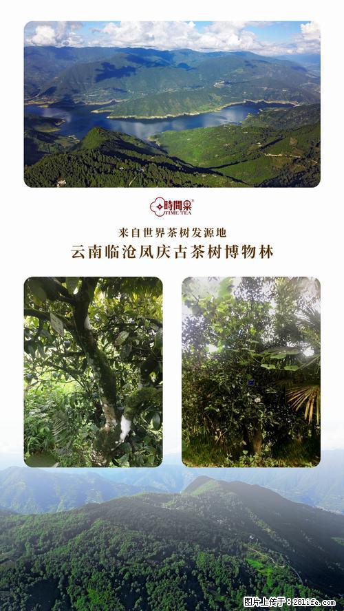 时间果百年古树2025年春红茶 - 购物交流 - 铜陵生活社区 - 铜陵28生活网 tongling.28life.net