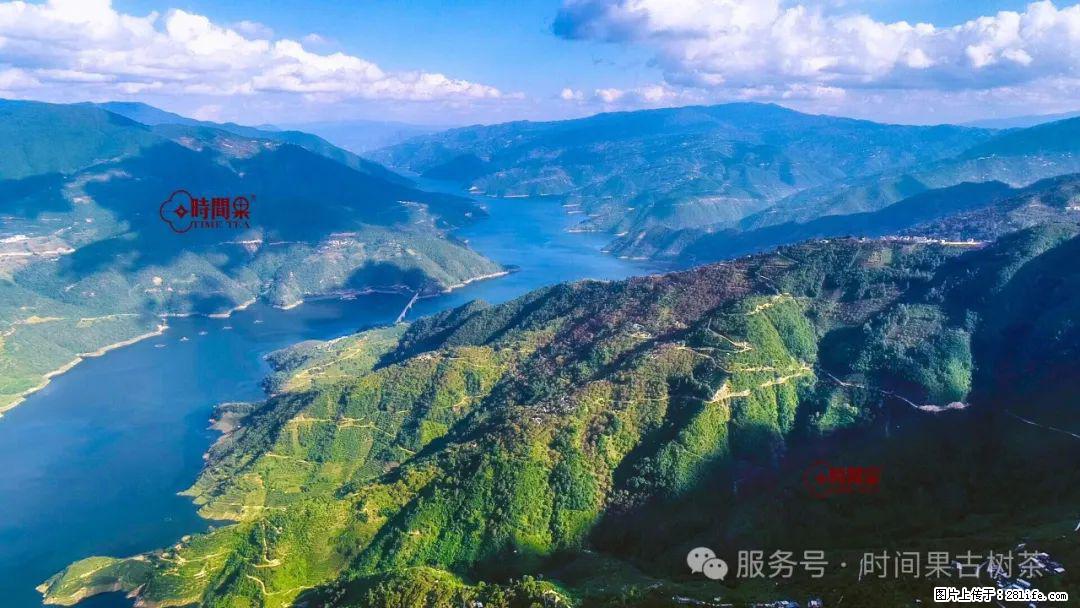 时间果百年古树龙珠普洱生茶 - 购物交流 - 铜陵生活社区 - 铜陵28生活网 tongling.28life.net