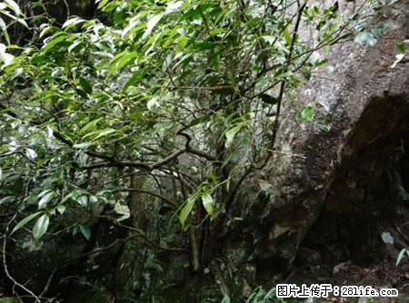 平乐石崖茶，珍贵仅次于金花茶 - 铜陵生活资讯 - 铜陵28生活网 tongling.28life.net