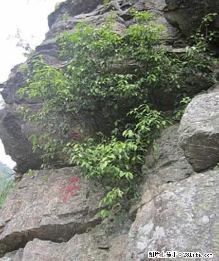 平乐石崖茶，珍贵仅次于金花茶 - 铜陵生活资讯 - 铜陵28生活网 tongling.28life.net